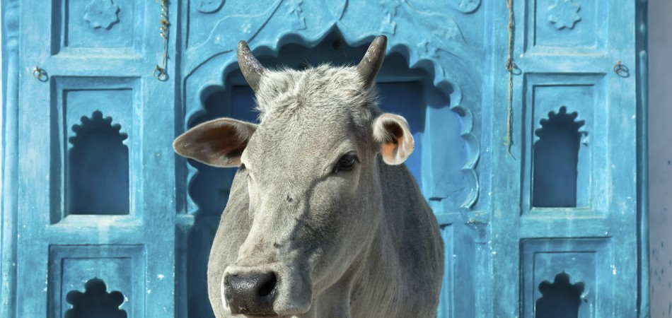 Indian holy cow in front of the tipical Indian house, Orchha, Madhya Pradesh, India